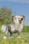 stehender Chinese Crested Powderpuff