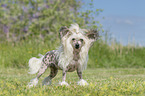 stehender Chinese Crested Powderpuff