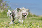 laufender Chinese Crested Powderpuff