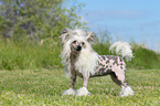 stehender Chinese Crested Powderpuff