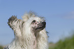 Chinese Crested Powderpuff Portrait