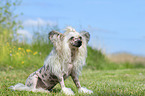 sitzender Chinese Crested Powderpuff