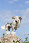 stehender Chinese Crested Powderpuff