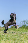 stehender Chinese Crested Powderpuff