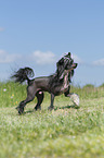 rennender Chinese Crested Powderpuff