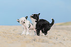 2 Chinese Crested