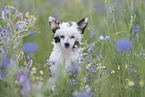 Chinese Crested Powderpuff zwischen Blumen