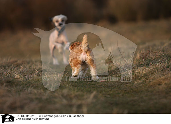 Chinesischer Schopfhund / DG-01024