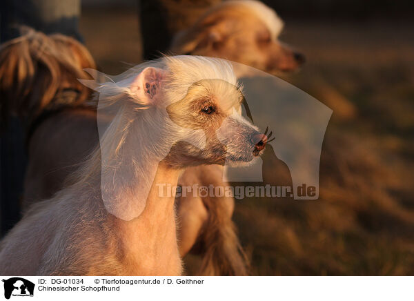 Chinesischer Schopfhund / DG-01034