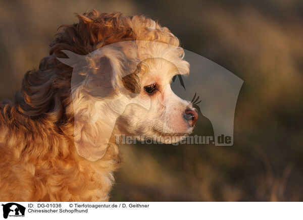 Chinesischer Schopfhund / Chinese Crested Dog / DG-01036