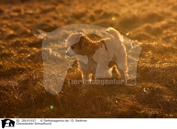 Chinesischer Schopfhund / Chinese Crested Dog / DG-01037