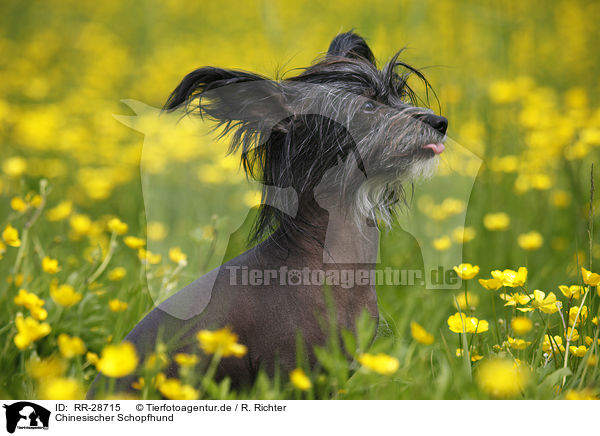 Chinesischer Schopfhund / RR-28715