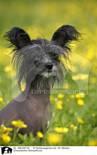 Chinesischer Schopfhund / RR-28718