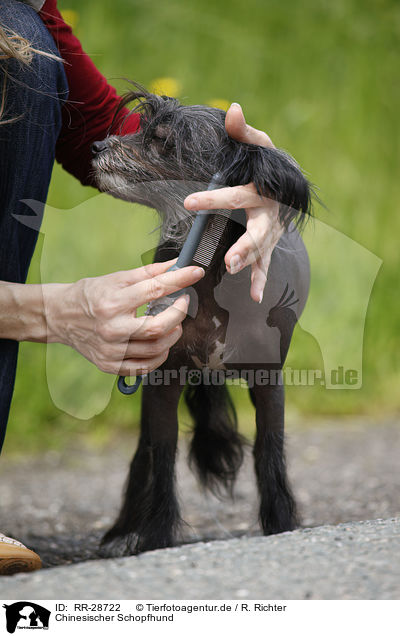 Chinesischer Schopfhund / Chinese Crested Dog / RR-28722