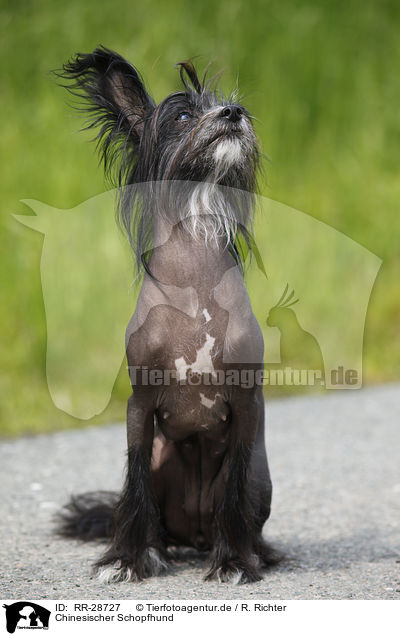 Chinesischer Schopfhund / RR-28727