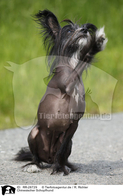 Chinesischer Schopfhund / Chinese Crested Dog / RR-28729