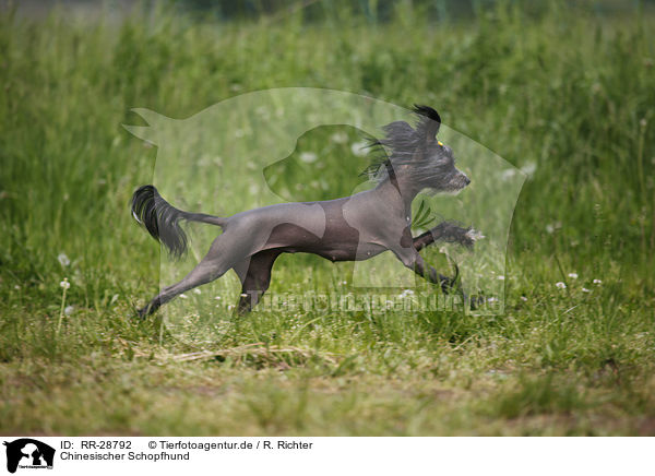 Chinesischer Schopfhund / RR-28792