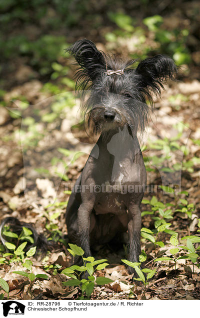 Chinesischer Schopfhund / Chinese Crested Dog / RR-28796