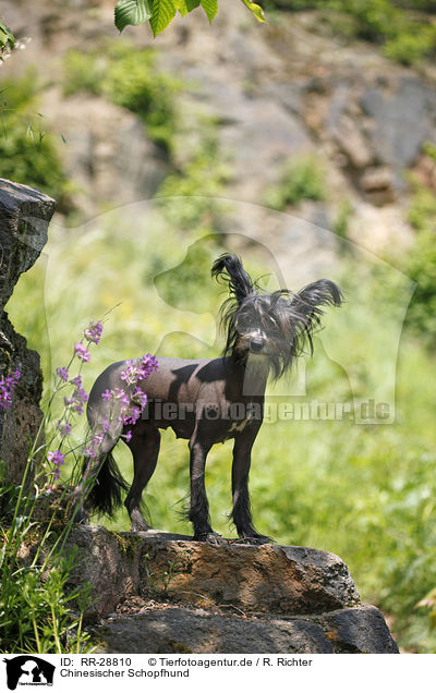 Chinesischer Schopfhund / Chinese Crested Dog / RR-28810