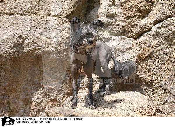 Chinesischer Schopfhund / Chinese Crested Dog / RR-28813