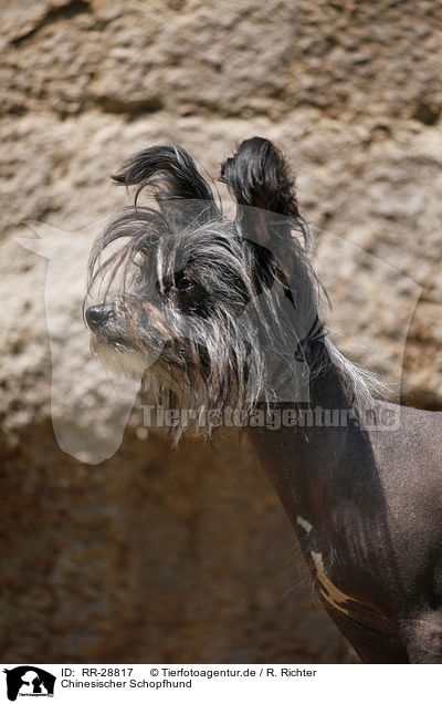 Chinesischer Schopfhund / Chinese Crested Dog / RR-28817