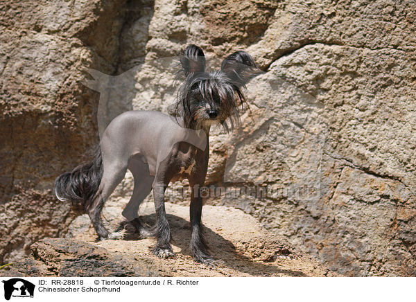 Chinesischer Schopfhund / Chinese Crested Dog / RR-28818