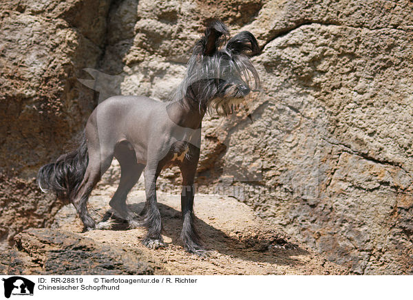 Chinesischer Schopfhund / Chinese Crested Dog / RR-28819