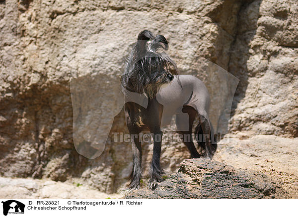 Chinesischer Schopfhund / Chinese Crested Dog / RR-28821