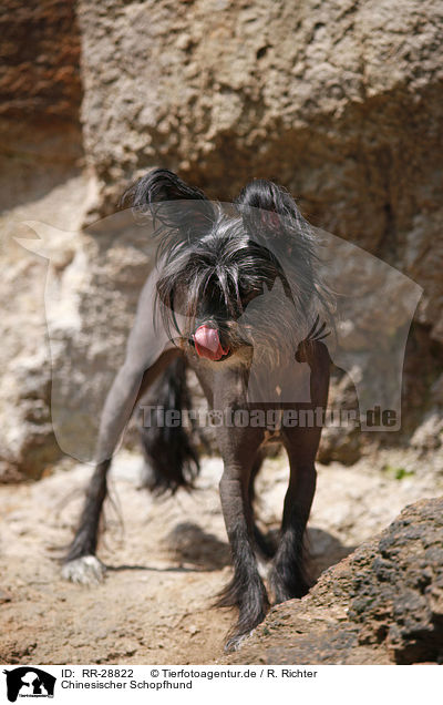 Chinesischer Schopfhund / RR-28822