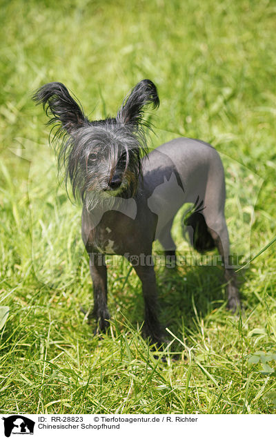 Chinesischer Schopfhund / RR-28823