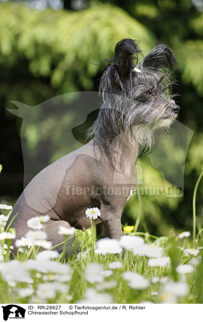 Chinesischer Schopfhund / RR-28827
