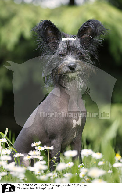Chinesischer Schopfhund / RR-28837