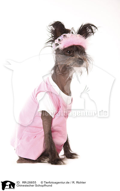 Chinesischer Schopfhund / RR-28855