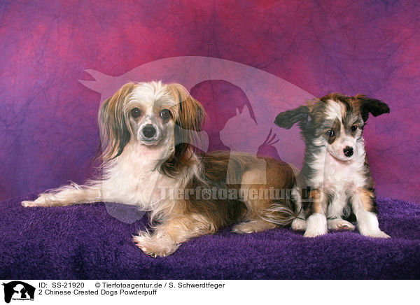 2 Chinese Crested Dogs Powderpuff / SS-21920