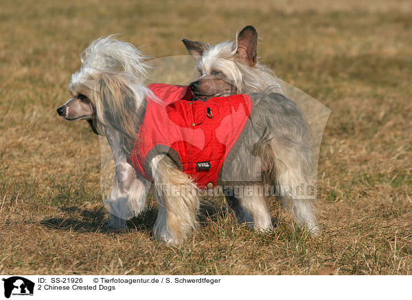 2 Chinese Crested Dogs / 2 Chinese Crested Dogs / SS-21926