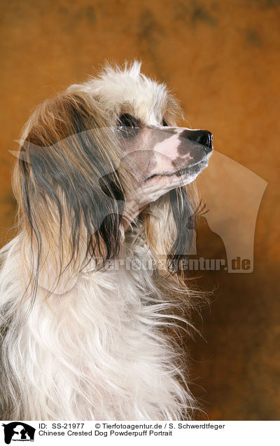 Chinese Crested Dog Powderpuff Portrait / Chinese Crested Dog Powderpuff Portrait / SS-21977