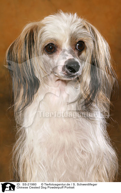 Chinese Crested Dog Powderpuff Portrait / SS-21980