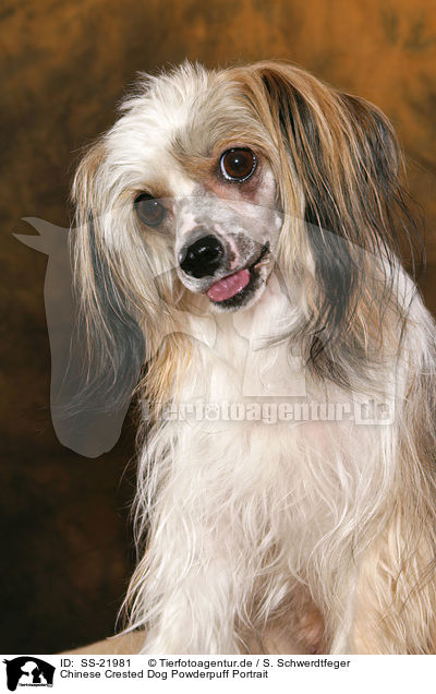 Chinese Crested Dog Powderpuff Portrait / SS-21981