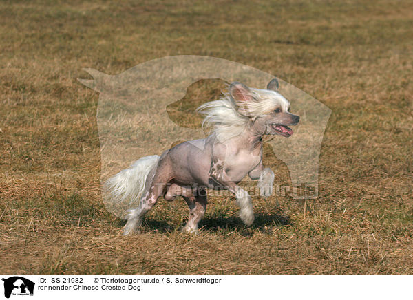 rennender Chinese Crested Dog / SS-21982