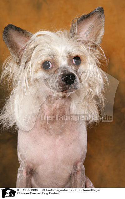 Chinese Crested Dog Portrait / Chinese Crested Dog Portrait / SS-21996