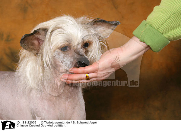 Chinese Crested Dog wird gefttert / feeding a Chinese Crested Dog / SS-22002
