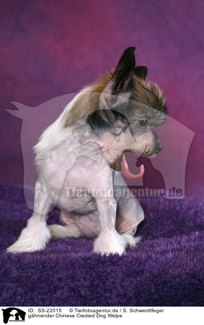 ghnender Chinese Crested Dog Welpe / yawning Chinese Crested Dog Puppy / SS-22015