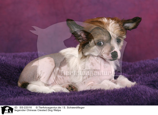 liegender Chinese Crested Dog Welpe / SS-22016