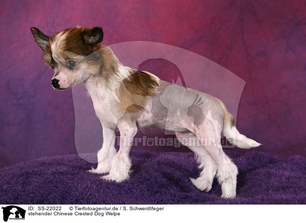 stehender Chinese Crested Dog Welpe / standing Chinese Crested Dog Puppy / SS-22022