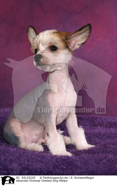 sitzender Chinese Crested Dog Welpe / sitting Chinese Crested Dog Puppy / SS-22035