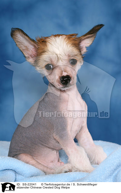 sitzender Chinese Crested Dog Welpe / SS-22041