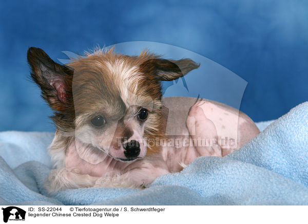 liegender Chinese Crested Dog Welpe / lying Chinese Crested Dog Puppy / SS-22044