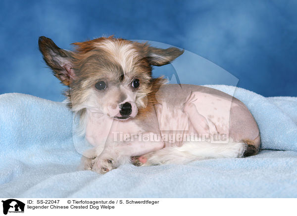 liegender Chinese Crested Dog Welpe / SS-22047
