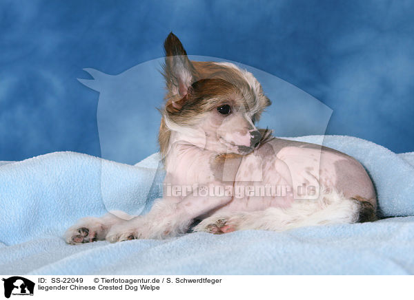 liegender Chinese Crested Dog Welpe / lying Chinese Crested Dog Puppy / SS-22049