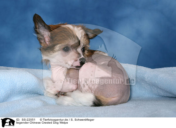 liegender Chinese Crested Dog Welpe / lying Chinese Crested Dog Puppy / SS-22051
